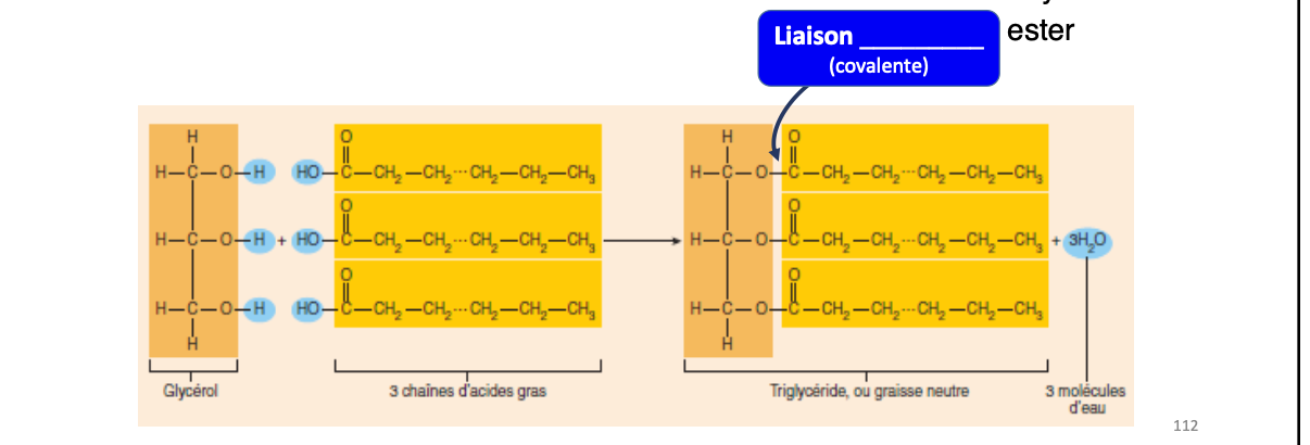 <ul><li><p>1 molécule de glycérol + 3 chaines d’acides gras </p><ul><li><p>synthèse </p></li></ul></li><li><p>3 chaines attaches par réactions de condensation/anabolisme/déshydratation </p></li></ul><p></p>