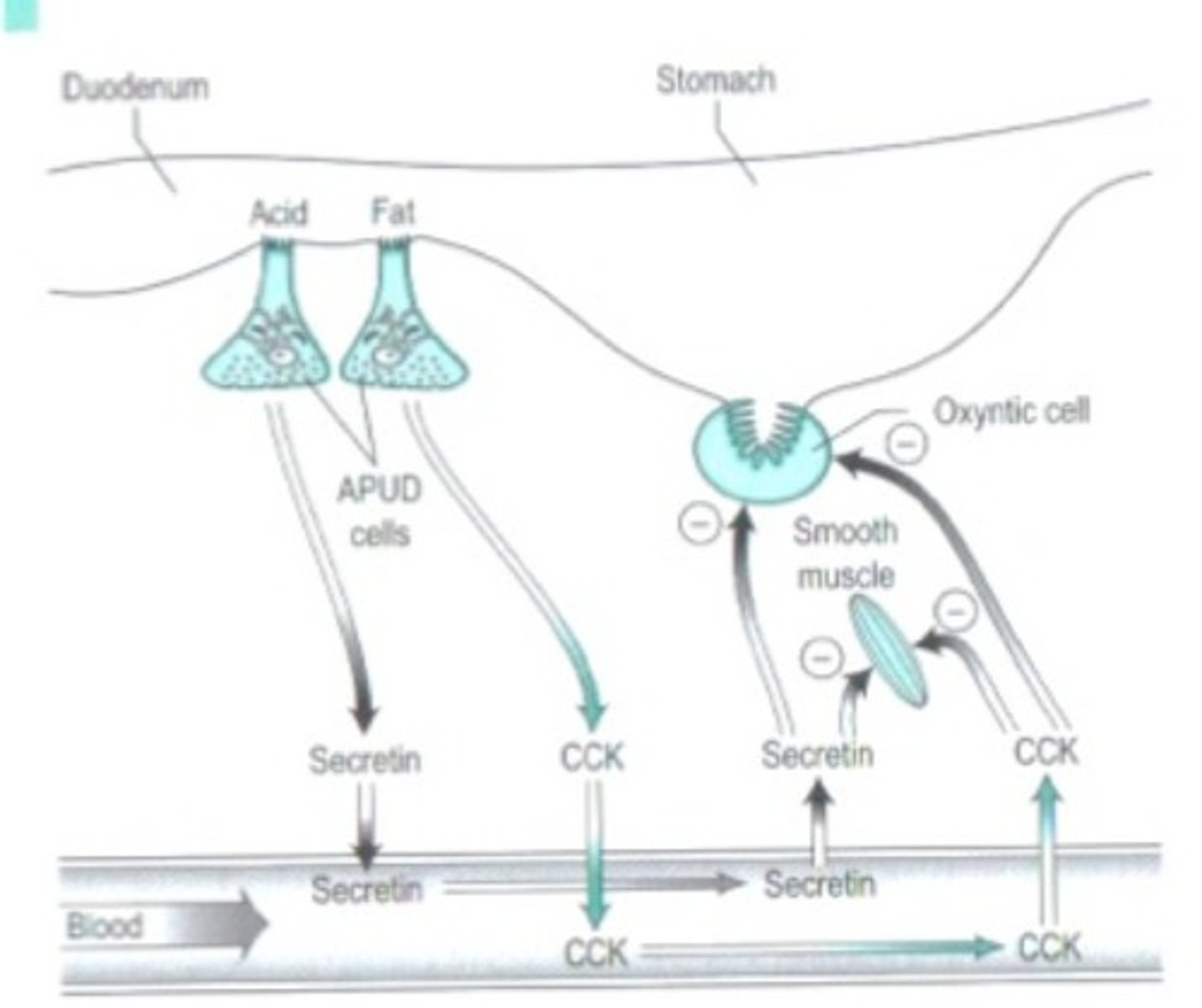 <p>>Food in duodenum is largely inhibitory</p><p>>There is an early stimulatory phase in response to slight distension ofthe</p><p>duodenum (probably due to release of gastrin from the duodenum)</p><p>>Inhibitory stimuli= distension (dilation) of duodenum, fats, peptides, increased acidity and hypertonic solutions</p><p>> Stimuli cause APUD cells to release secretin into blood (inhibits secretion or</p><p>gastric juice) and CCK (inhibits acid and pepsinogen release in stomach)</p><p>>Important because:</p><p>1) Digestive enzymes in duodenum need neutral alkaline pH</p><p>2) Micelle formation (fats) needs neutral/alkaline pH</p><p>3) Duodenum common site for ulcer formation</p>