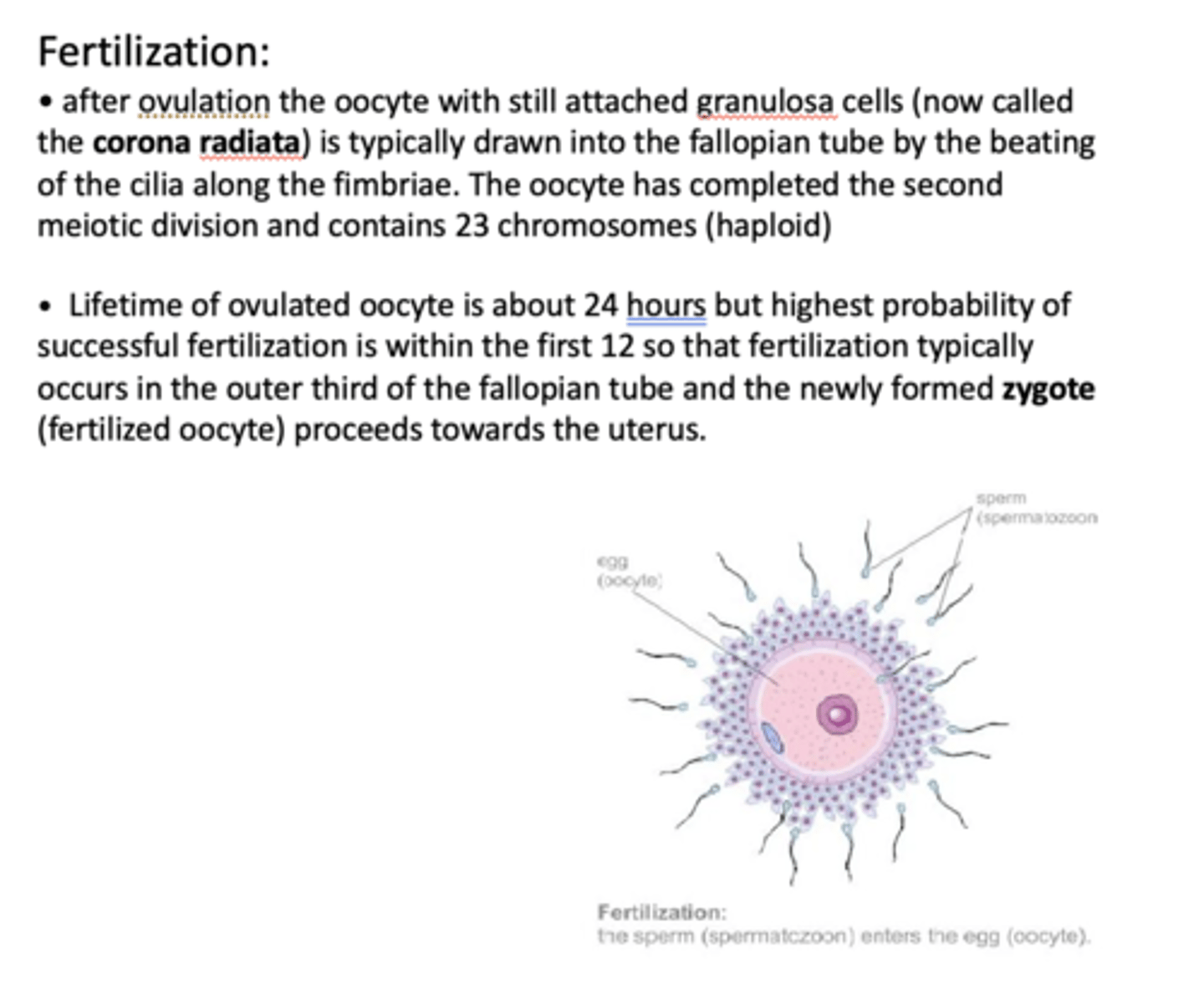 <p>zygote</p>