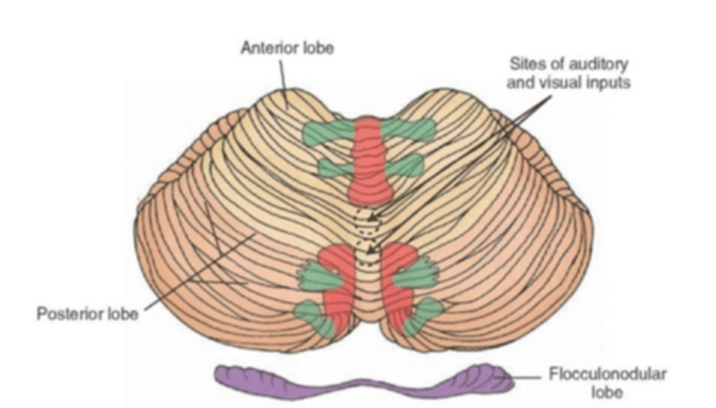 <p>The neuronal regions associated with regulation of the distal musculature are shown in green, and the regions associated with the axial musculature are shown in red</p>