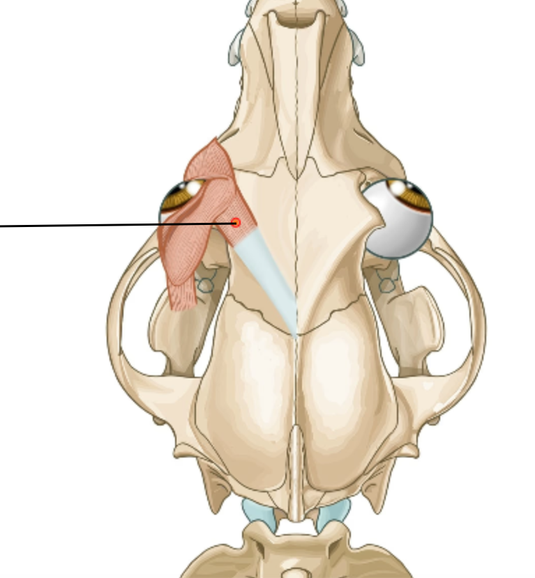 <p>Muscle of eyelids?</p>