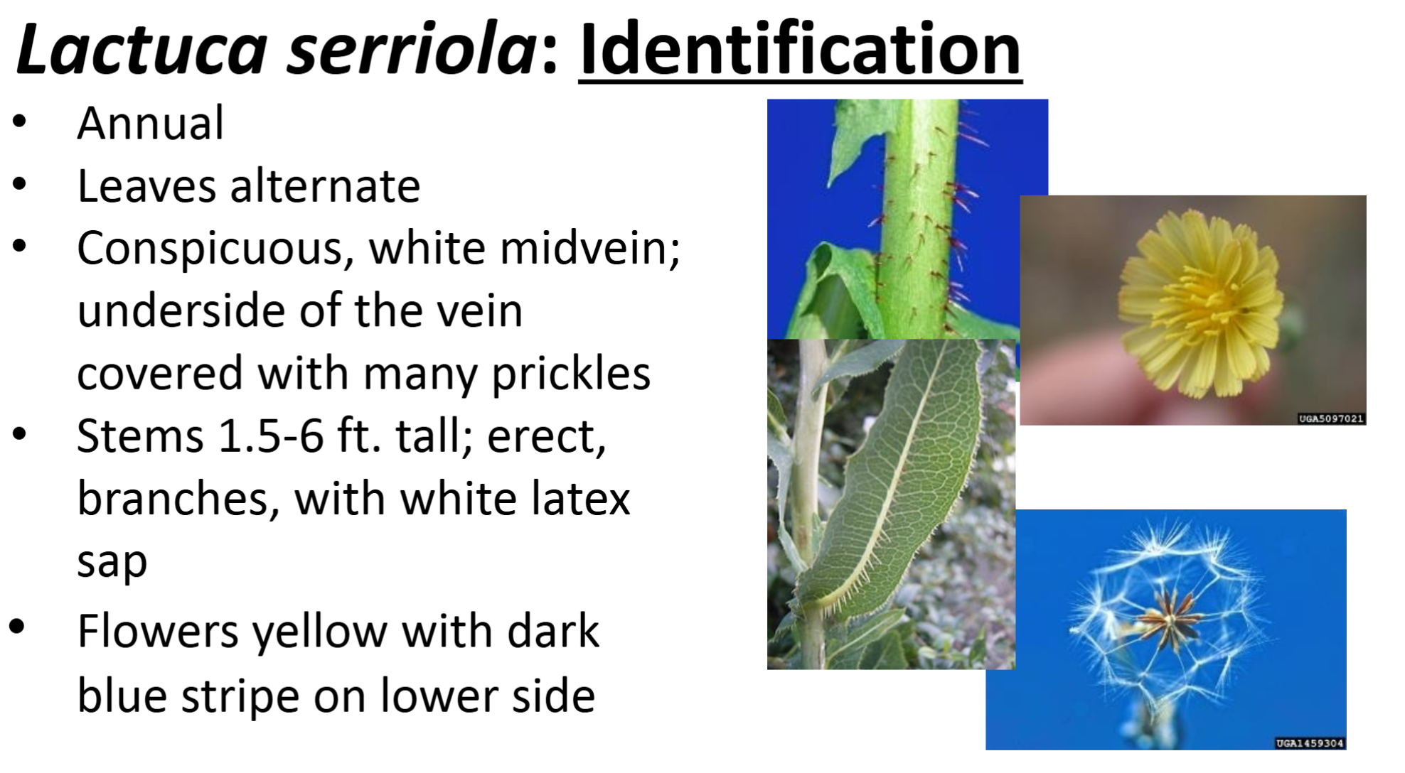 <p> <strong>Asteraceae</strong>: <em>Lactuca serriola</em></p><p>prickly lettuce</p>