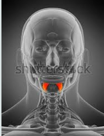 <ul><li><p>lowering lower lip</p></li></ul><p></p>
