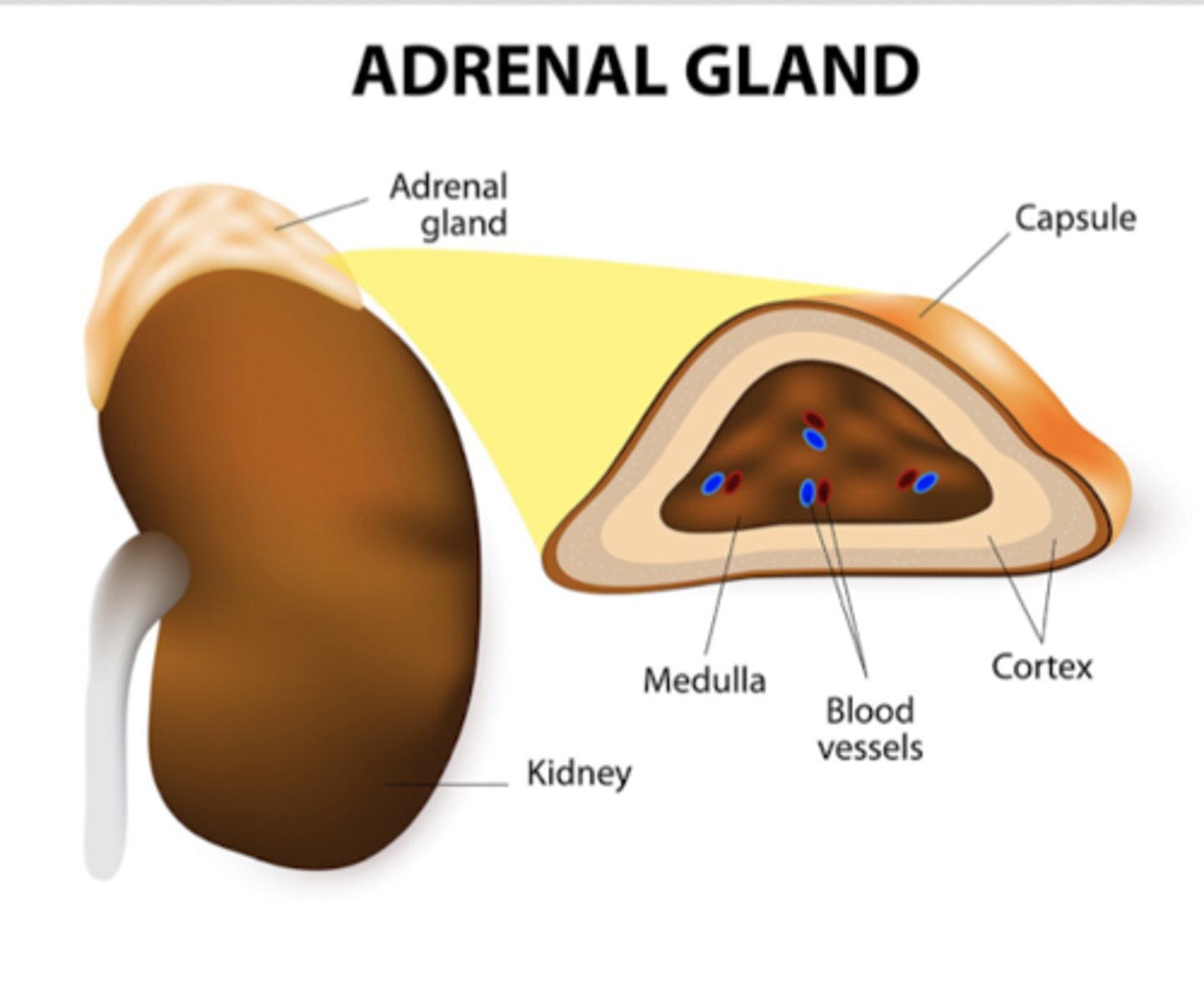 <p>1: Adrenal cortex; makes androgens, cortisol, aldosterone and mineral-hormones</p><p>2: Adrenal medulla; makes adrenalin and noradrenalin</p>