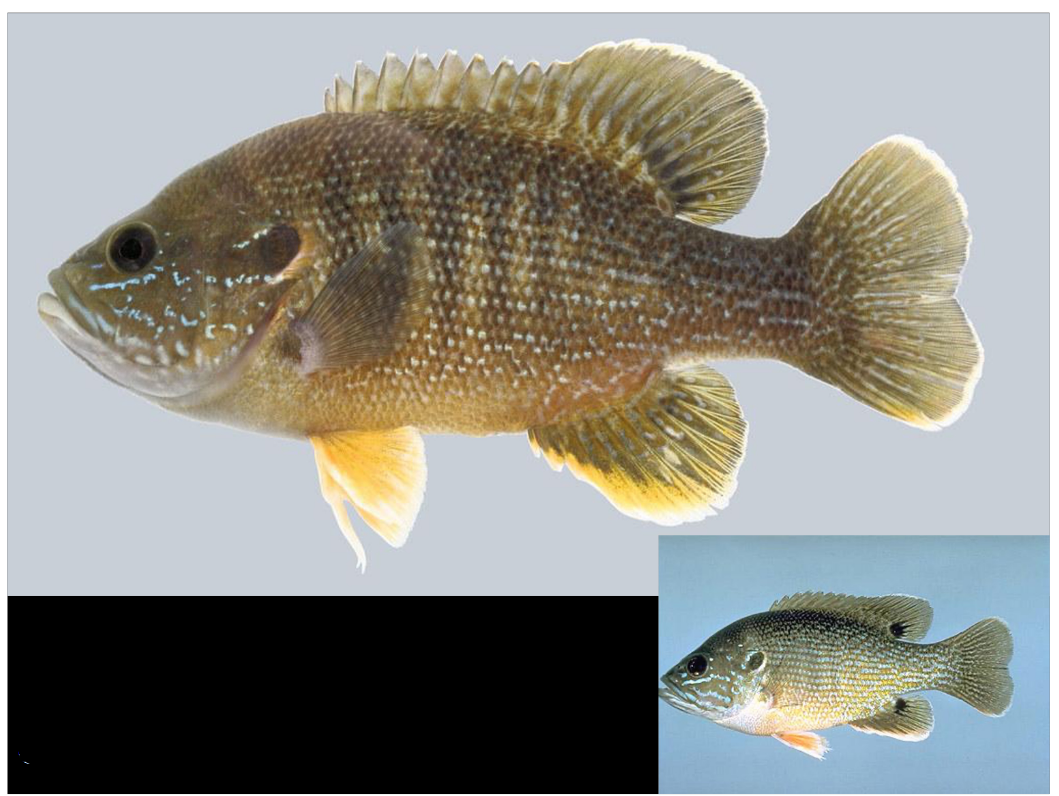 <p>What is the species and common name of this vertebrate that’s in Order Perciformes and Family Centrarchidae (Sunfishes, Black Basses)</p>