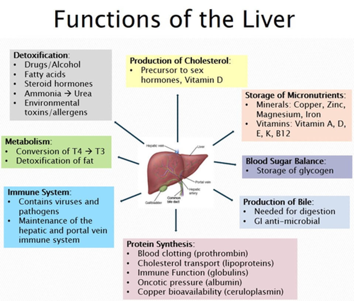 <p>1. Production of bile</p><p>2. Synthesis of plasma proteins</p><p>3. Metabolism of carbohydrates, fats, and proteins</p><p>4. Detoxification of various substances</p><p>5. Storage of nutrients, including vitamins and minerals</p>