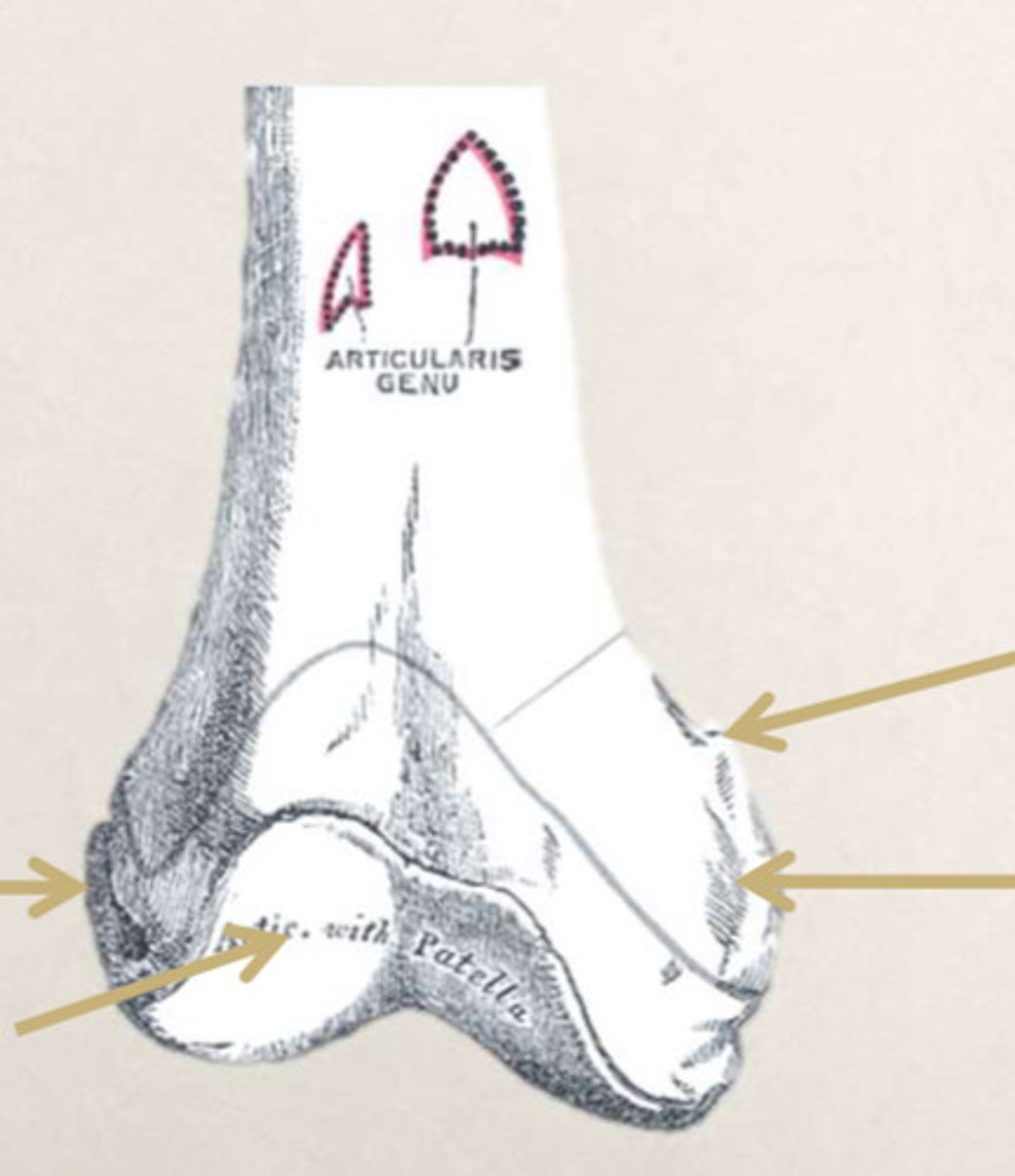<p>anterior/posterior proximal/distal of the femur</p>