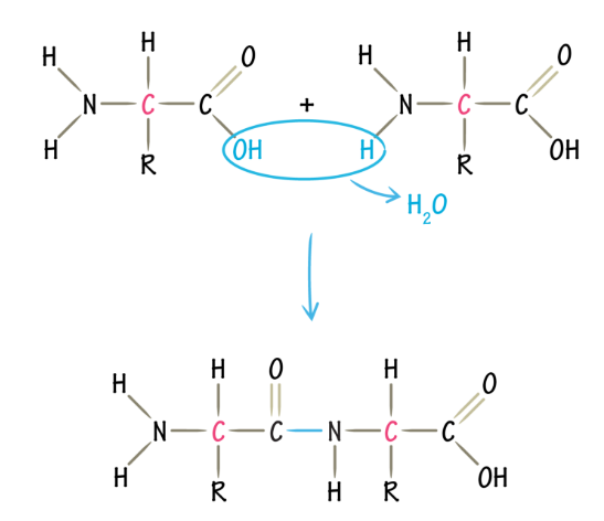 <p>link AA</p><p>to form a peptide bond, the carboxyl group of one AA must be positioned next to the amino acid group of another AA</p><p>they go through a dehydration reaction and form a peptide bond (covalent)</p>