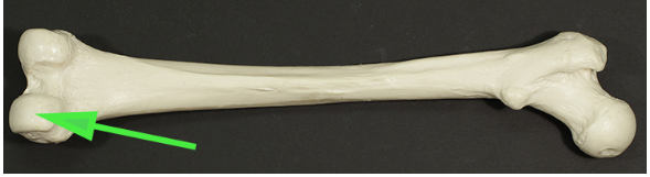 <p>Name the portion of the femur indicated by the green arrow</p>