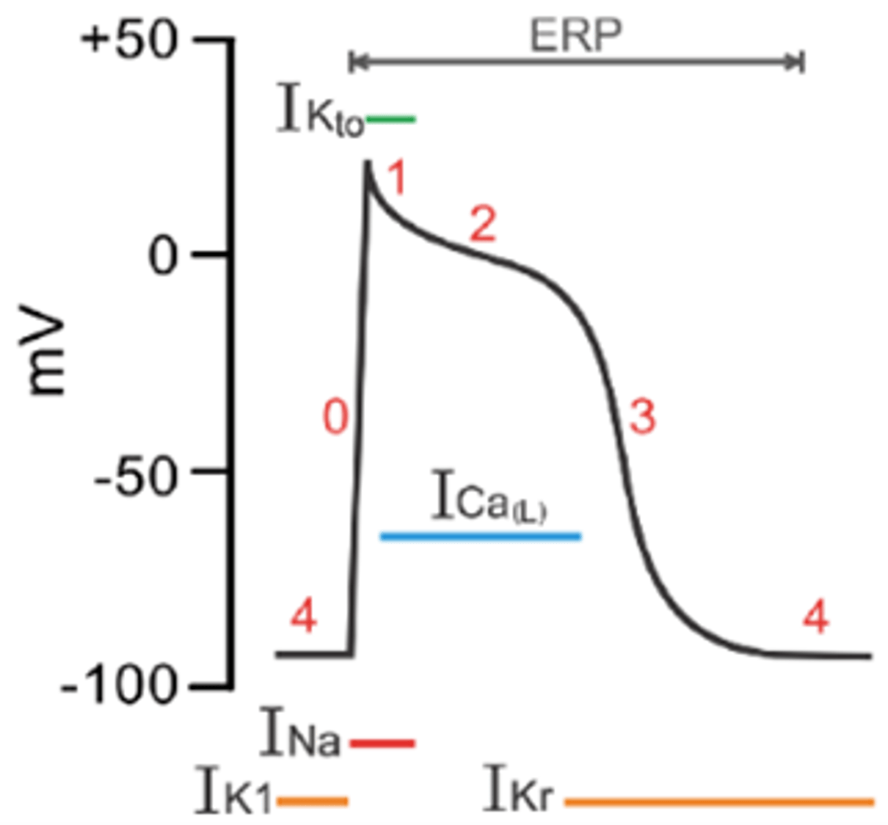 <p>Block fast Na+ channels (effects on non-nodal tissue)</p><p>­</p><p>Reduce conduction velocity in non-nodal tissue</p><p>- Via reducing slope of phase 0 and peak of AP</p><p>- Slowing conduction eliminates reentry</p><p>­</p><p>Some agents also alter the AP duration (APD) and effective refractory period (ERP)</p><p>- Via actions on K+ channels (phase 3)</p><p>­</p><p>Suppress automatic properties in abnormal (non-nodal) Na+-dependent pacemaker cells</p><p>- Decrease slope of phase 4 depolarization (or elevate threshold potential)</p>