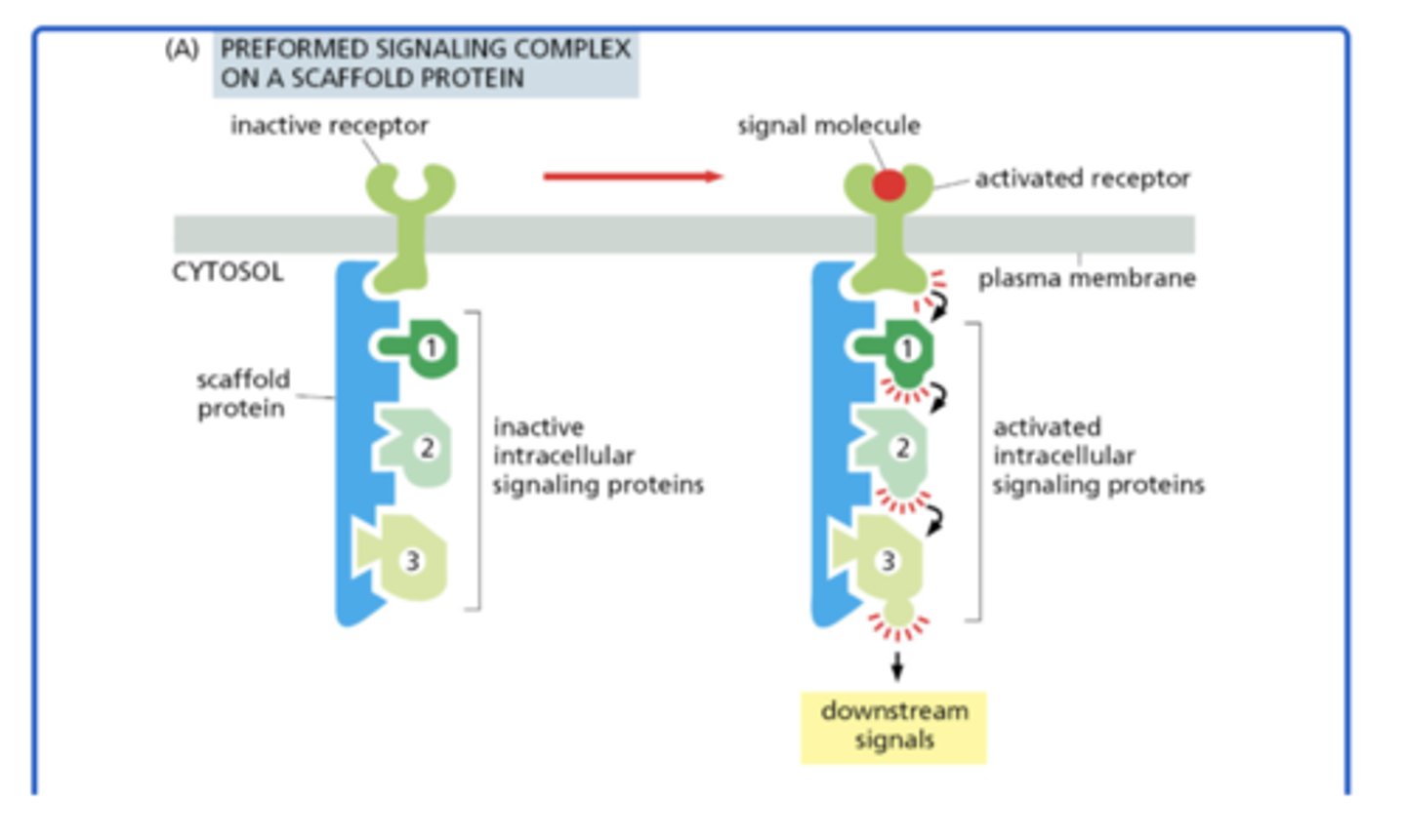 <p>preformed on a large scaffold protein, which holds receptors and signaling proteins together even before activation</p>