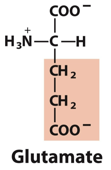 <ul><li><p>Glu, E</p></li><li><p>Neg charge </p></li></ul><p></p>