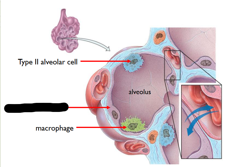 <p>What structure is this within the <strong>Alveolus </strong></p>