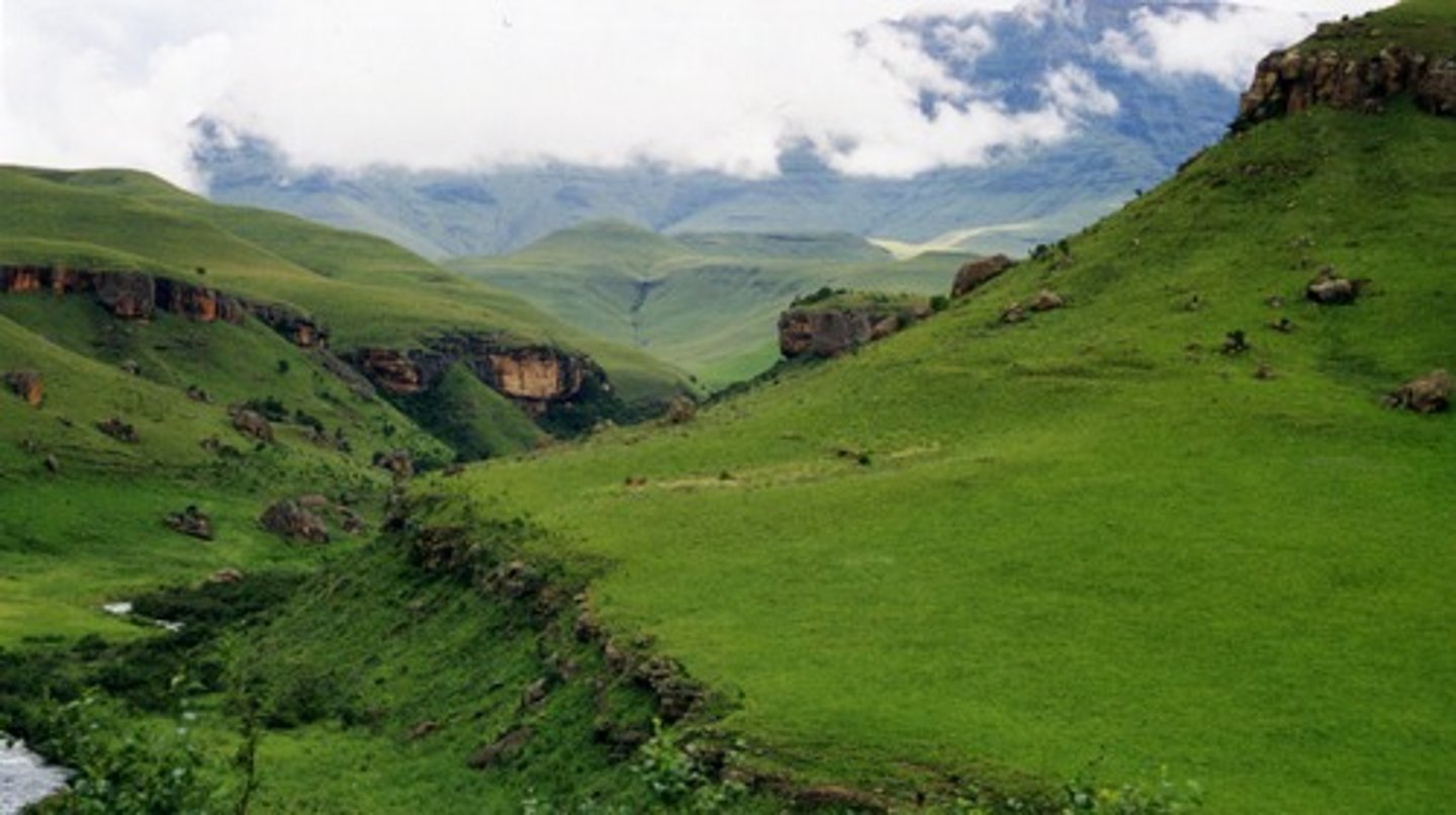 <p>fresh and green, referring to plant life (adj)</p>