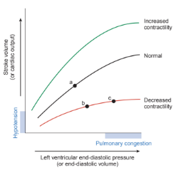 <p>Inotropic state</p><ul><li><p>Change in myocardial force</p></li></ul><p>Independent from prelaod and afterload</p><p>Frank-Starling Relationship:</p><ul><li><p>Increased contractility = Curve shift up = Increase SV</p></li><li><p>Decreased contractility = Curve shift down = Decrease SV</p></li></ul><p></p>