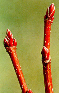 Blades: 3 lobes, serrated margins, v shaped sinuses, red petioles
Reproductive: buds red/rounded, red samaras
Bark: smooth, ashy grey, as matures gets vertical "cracks"