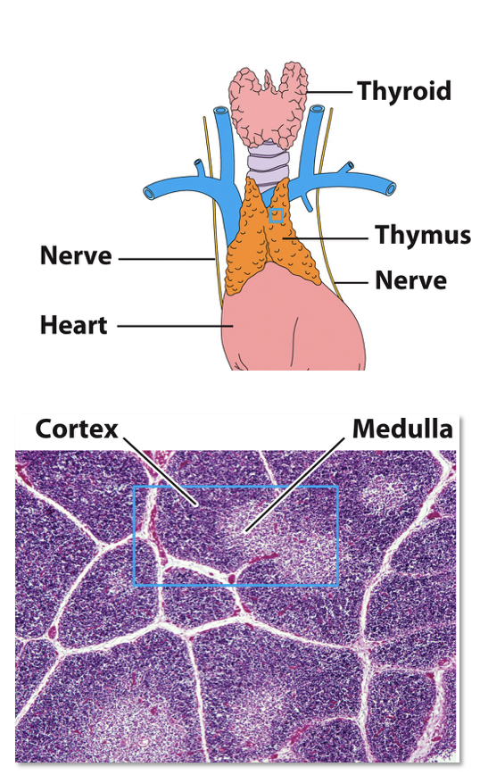 <ul><li><p><span><span>Bi-lobed, surrounded by a capsule and divided into </span><strong><span>lobules</span></strong></span></p></li><li><p><span><span>T-cells are produced from HSCs in the bone marrow, but mature here</span></span></p></li><li><p><span><span>Each lobule has an outer </span><strong><span>cortex</span></strong><span>, containing many immature T-cells (</span><strong><span>thymocytes</span></strong><span>), and an inner </span><strong><span>medulla</span></strong><span>, which contains sparse thymocytes</span></span></p></li><li><p><span><span>Thymocytes arrive in the cortex and then migrate inward to the medulla, departing via medullary blood vessels</span></span></p></li><li><p><span><span>Thymocyte numbers diminish due to </span><strong><span>negative selection </span></strong><span>that destroys those that are potentially self-reactive</span></span></p></li></ul><p></p>