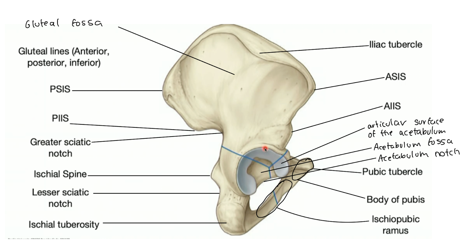 knowt flashcard image