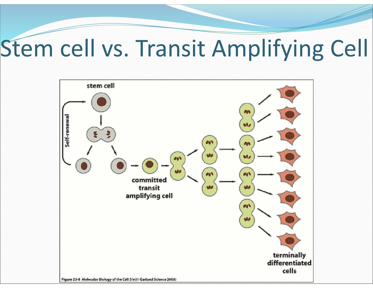 <p>Stem cells are self-renewing and do not undergo differentiation. Transit amplifying cells are cells that are committed and are only able to amplify and terminally differentiate.</p>