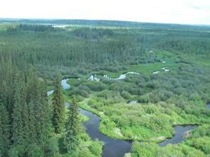 <p>Climate: warm to cool summers and long, cold winters</p><p>Vegetation: <strong>thick forests</strong>, coniferous trees are more common than deciduous</p><p>Physiography: largest vegetation region, large and thick forests</p><p>Location: Newfoundland and Labrador on the Atlantic Coast to northeastern British Columbia and the Yukon Territory</p>