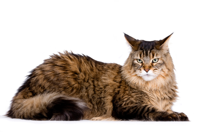 <p>Maine coon</p>
