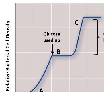 Label the highest, and lowest levels of the lac operon mRNA