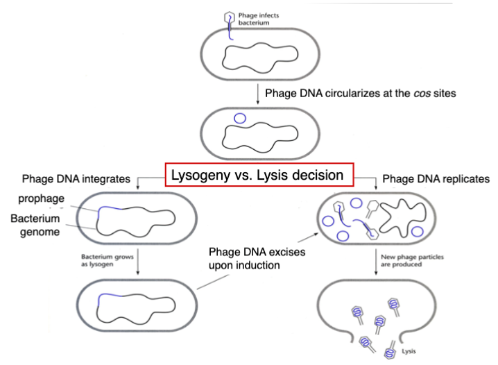 <p>maintain a stable relationship with the host cell in which they neither multiply nor are lost from the cell</p><ul><li><p>integrate viral genome (prophage) into host DNA- cell is a lysogen</p></li><li><p>phage DNA excises upon induction (DNA damage to host cell) &amp; new phage particles are produced </p></li><li><p>then cell lyses</p></li></ul>