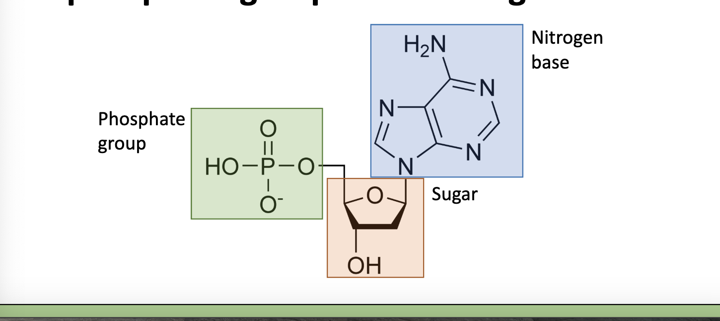 <p>made of nucleotide monomers, each nucleotide contains a sugar, a phosphate group, and a nitrogen base </p>