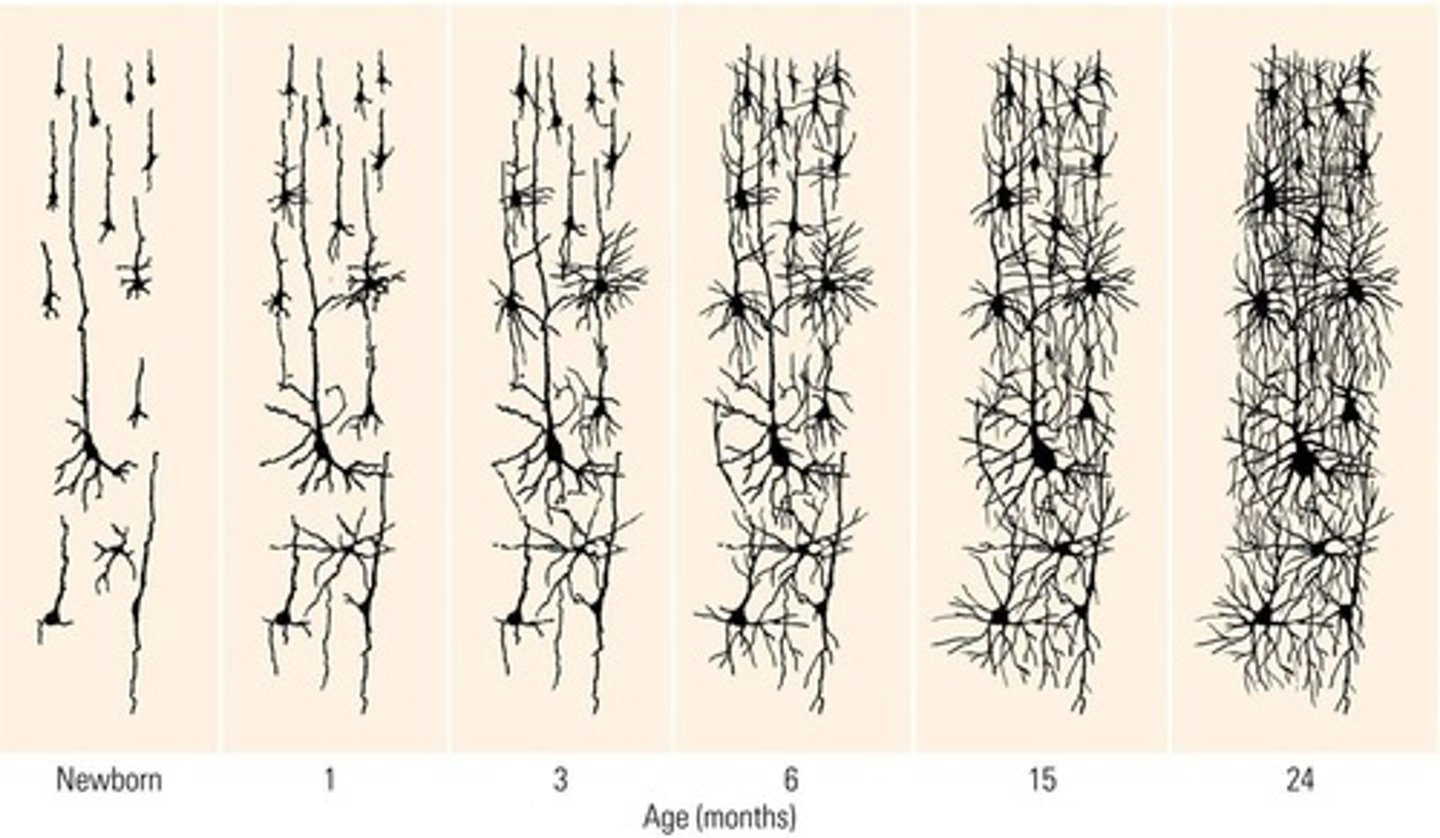 <p>Synaptic pruning is the process of eliminating synaptic connections that are not part of a functional network, occurring in an experience-dependent manner.</p>