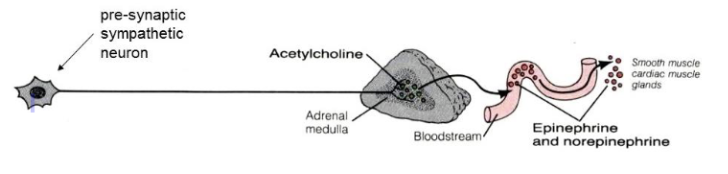 <p>pathway 3</p><ul><li><p><span style="background-color: transparent;">presynaptic neuron enters sympathetic trunk and pass through without synapsing</span></p></li><li><p><span style="background-color: transparent;">presynaptic neuron travels directly to adrenal gland to synapse with cells in the medulla</span></p></li><li><p><span style="background-color: transparent;">cells in adrenal medulla release epinephrine (adrenalin) and norepinephrine directly into bloodstream for rapid, systemic effect</span></p></li></ul><p></p><p>fight or flight</p><ul><li><p>sympathetic division responding to emergency situation</p></li></ul><p></p>