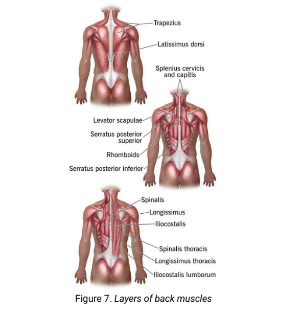 <p>label the layers of back muscles </p>