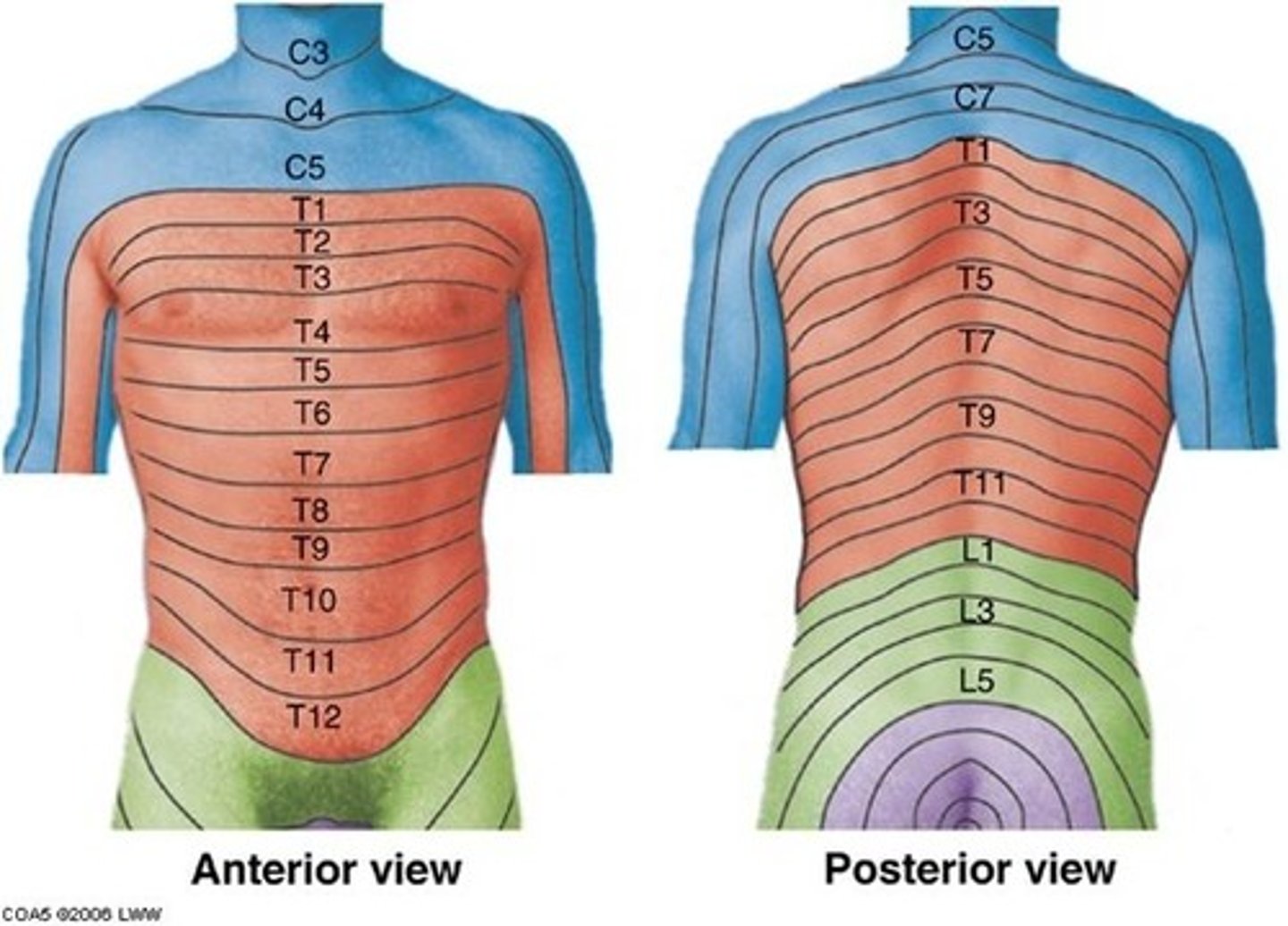 <p>T1 = medial side of forearm to base of finger</p><p>T2 = axillary region</p><p>T4 = nipple area</p><p>T6 = xiphoid process level</p><p>T10 = umbilicus level</p><p>T12 = anterior superior iliac crest level</p>