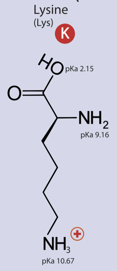 <p>Positively charged side chain, polar, hydrophilic</p>