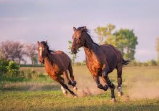 <p><span><span>If a president ….. (</span></span><strong><span>want) to go horse-riding today, the agents ….. (learn)</span></strong><span><span> how to ride.</span></span></p>