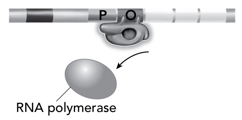 <p>The diagram illustrates part of the function of the lac operon. It shows the operator region (O) and a protein that is bound to it. The diagram also shows the enzyme RNA polymerase.</p><p></p><p>What is the function of the protein that is bound to the operator region?</p><p>Responses</p><ul><li><p>It is an enzyme that will allow transcription to occur.</p><p></p></li><li><p>It is lactase, the enzyme that dissolves lactose, and the product of the operon.</p><p></p></li><li><p>It is an enzyme that will break apart the operon into three separate pieces.</p><p></p></li><li><p>It is a repressor protein that stops transcription from occurring.</p></li></ul>