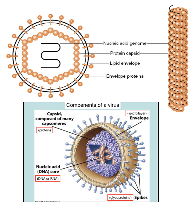 Viral genome is packaged in protein coat