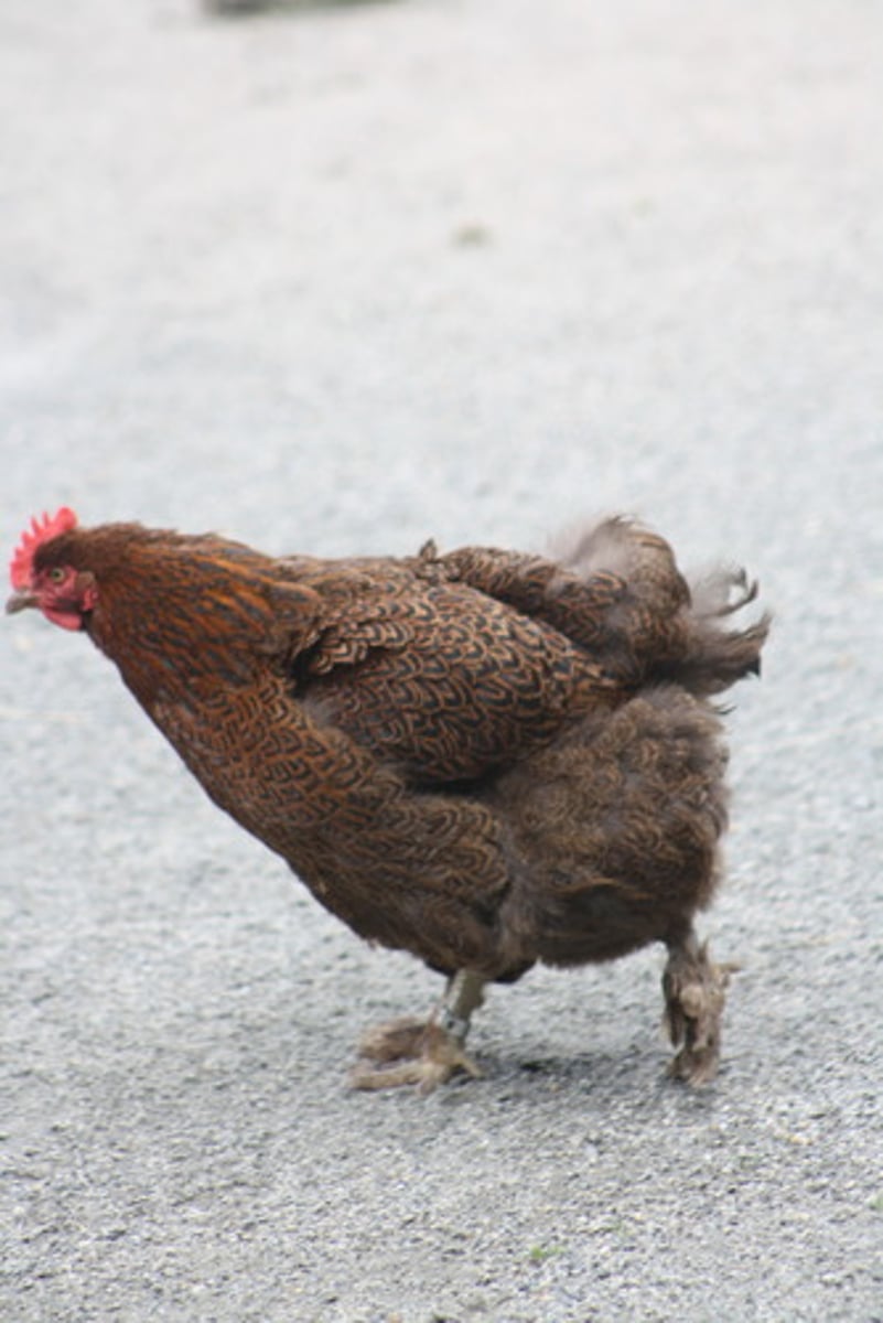 <p>the chicken</p>
