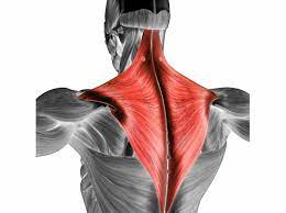 What is the innervation for Trapezius?
