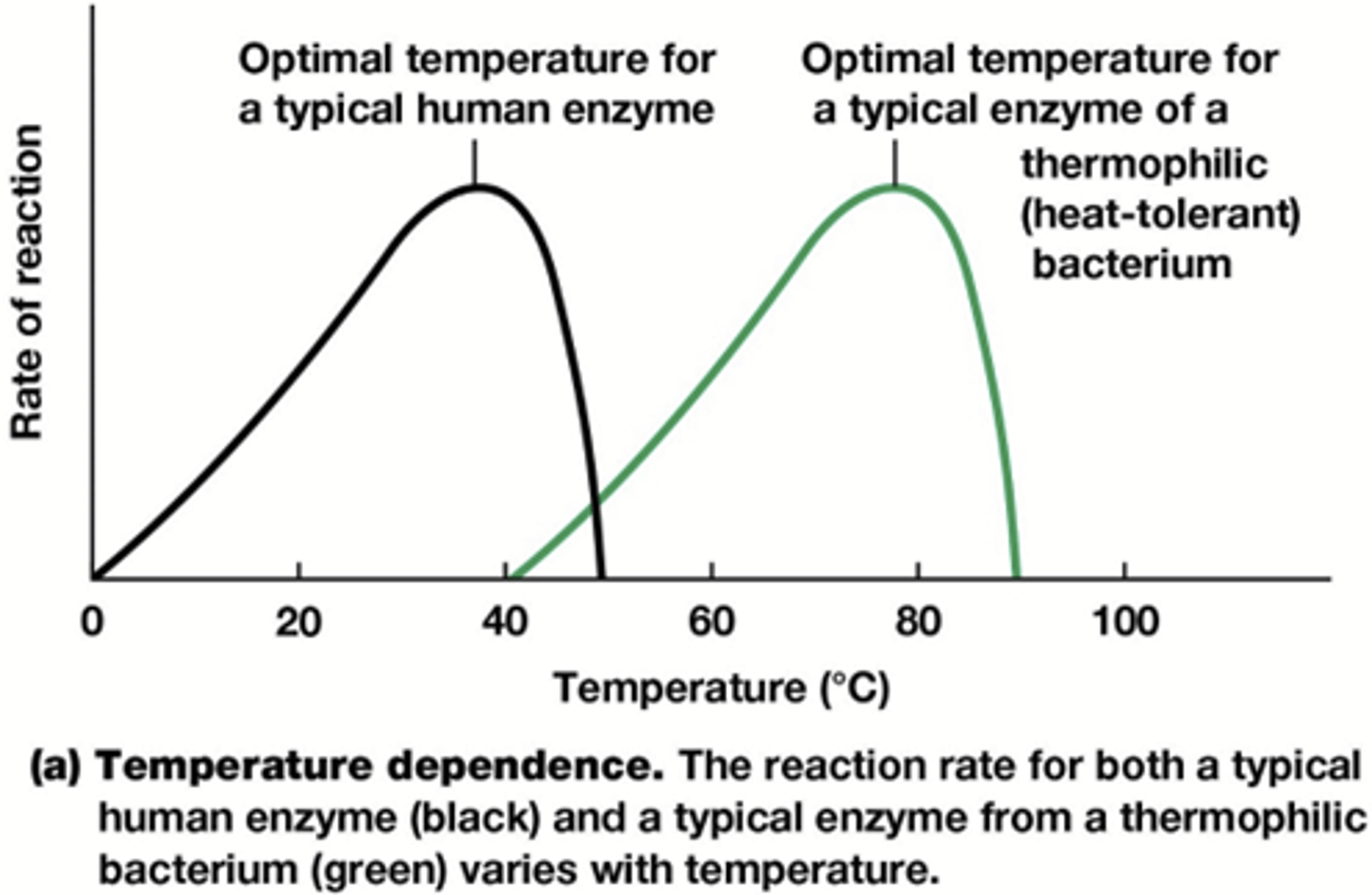 <p>Poikilothermen worden ook wel ectothermen genoemd, omdat ze hun lichaamswarmte uitsluitend uit de externe omgeving halen .</p><p>de lichaamstemperatuur altijd constant is, en een kleine afwijking kan al gevaarlijk zijn voor het functioneren van het dier</p><p>-Temperatuursgevoelige (koorts) en temperatuursongevoelige enzymen (thermofiele en cryofiele organismen)</p>