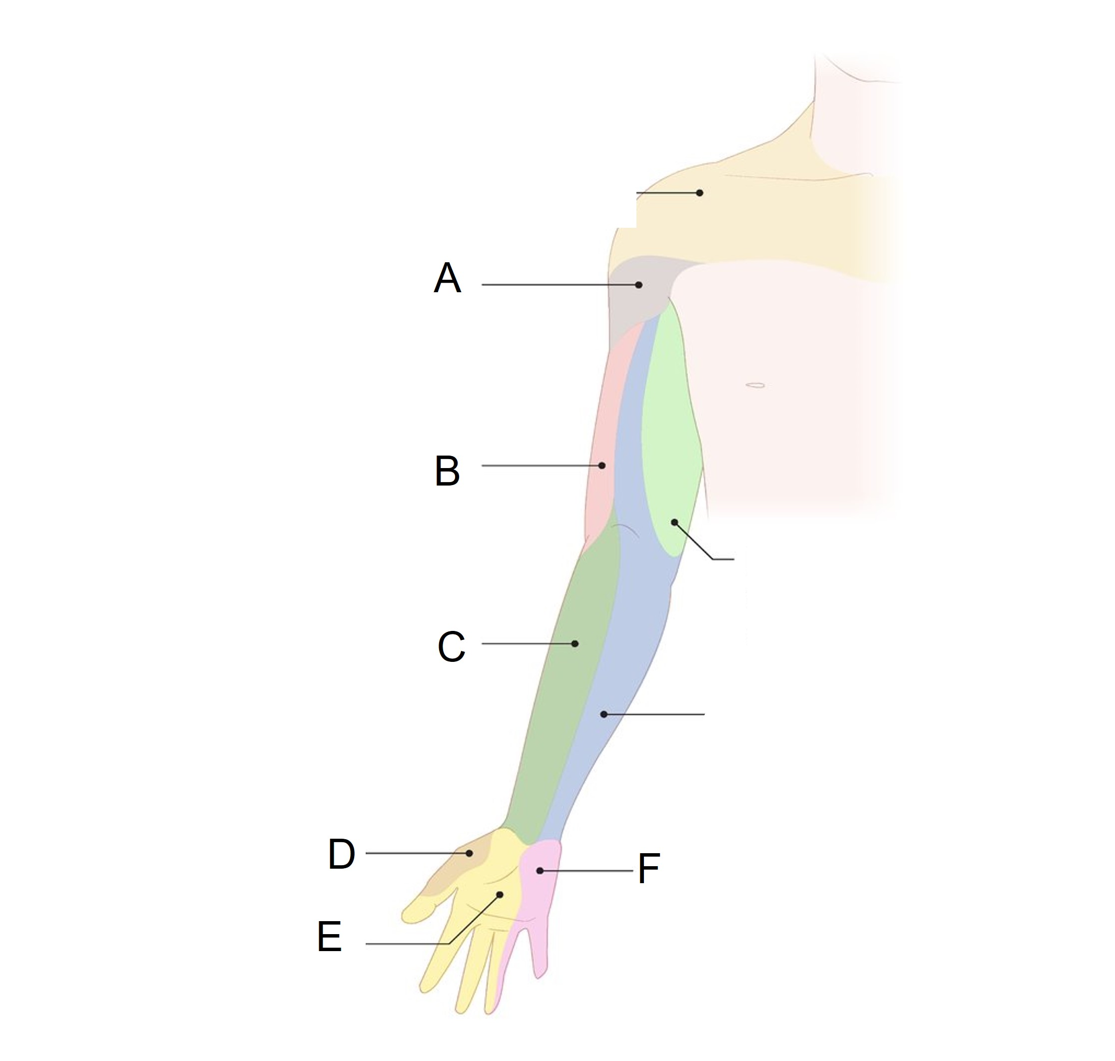 <p>Match the appropriate shaded area with the terminal nerve identified in the picture below. Answers may be used more than once and there are incorrect choices. What is B?</p><p>A) Radial</p><p>B) Median</p><p>C) Axillary</p><p>D) Ulnar<br>E) Musculocutaneous </p>