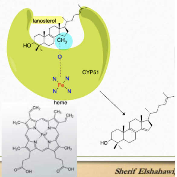 <p>iron (in heme) binds to O2 and attack the methyl (14(alpha) in the lanosterol</p>
