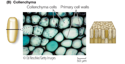 <p>living, flexible support</p>