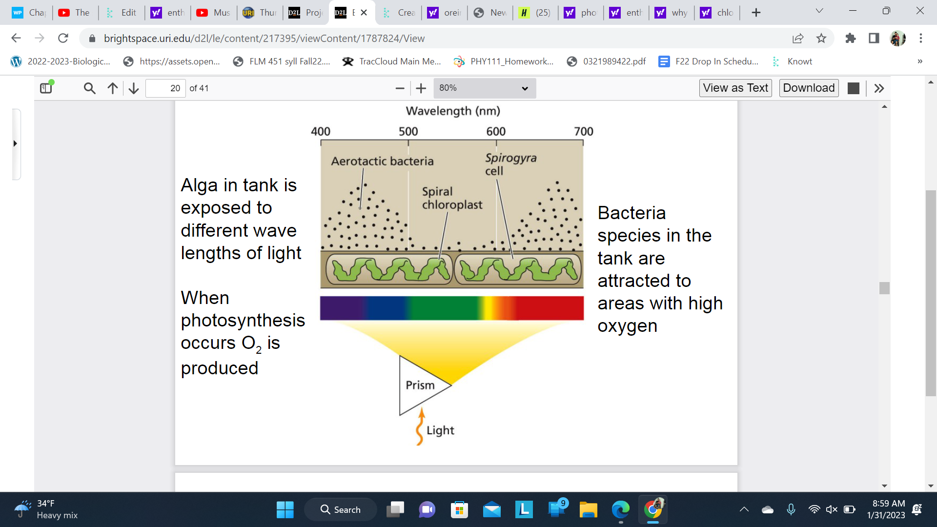 places that had more photosynthesis produce more oxygen