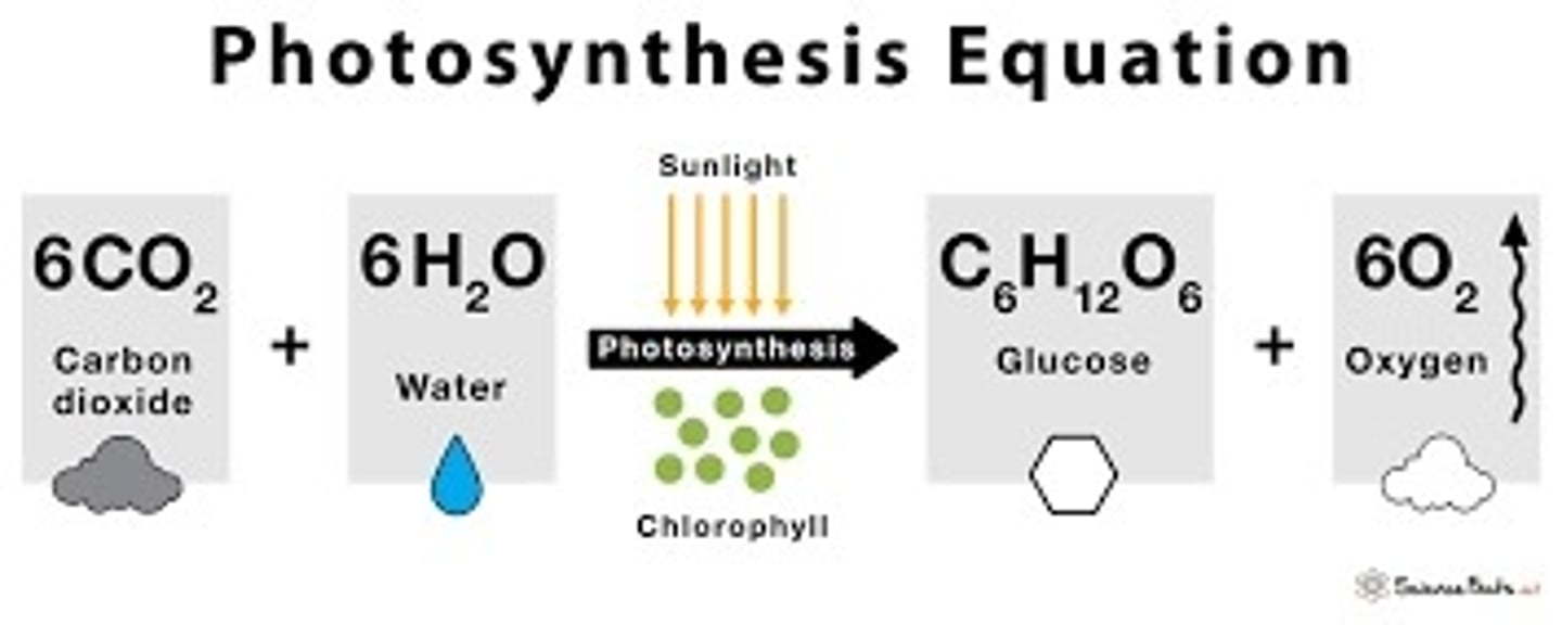 <p>Carbon sequestration when living organisms convert CO2 from the atmosphere and water into oxygen and glucose.</p><p>Occurs when chlorophyll react with CO2 creating carbohydrate glucose.</p><p>Happens at daytime.</p>