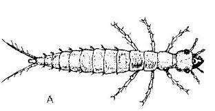 <p>crawler</p><p>elongated, flattened body, antennae/cerci, thoracic legs adapted for running</p><p>lady beetle, lacewing</p>