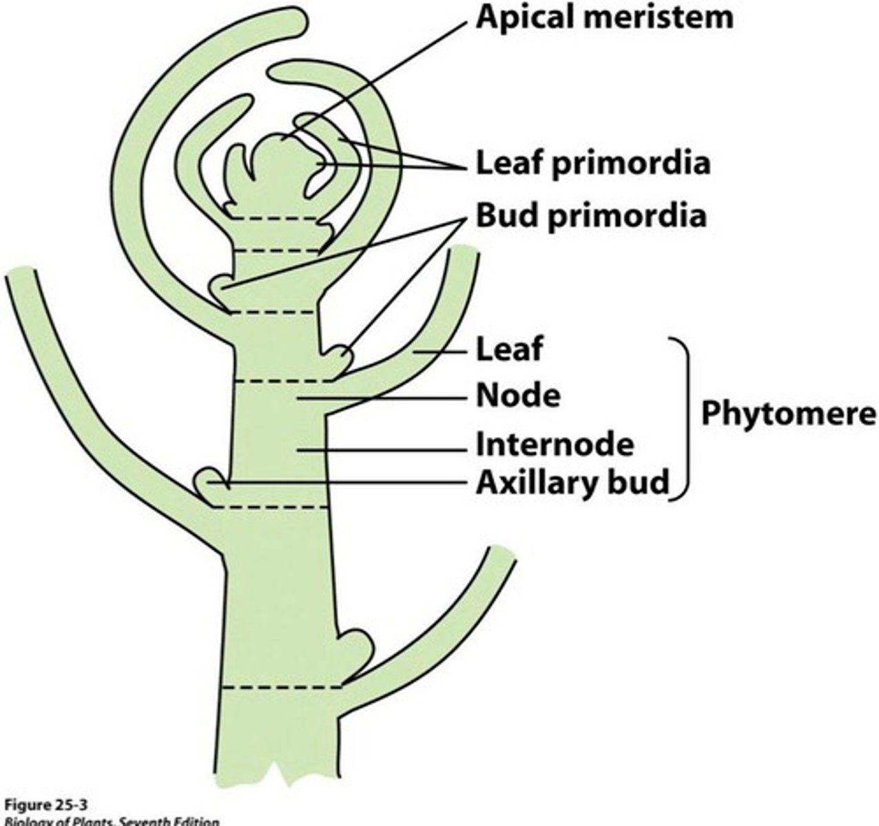 <p>Modular unit of a plant shoot; consists of four parts: stem node, internode, leaf, and axillary meristem or bud</p>
