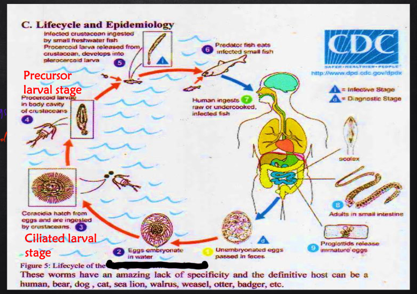 <p>Life cycle</p>