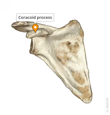 <p>Curved projection on the front of the scapula; attachment site for muscles and ligaments.</p><p></p>