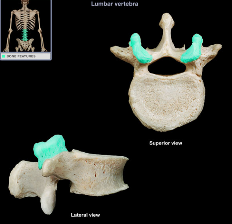 <ul><li><p>Location: Lumbar vertebra (superior aspect)</p></li><li><p>Description: Paired process at junction of pedicle and lamina, Has medially-directed articular facet (smooth area)</p></li></ul><p></p>