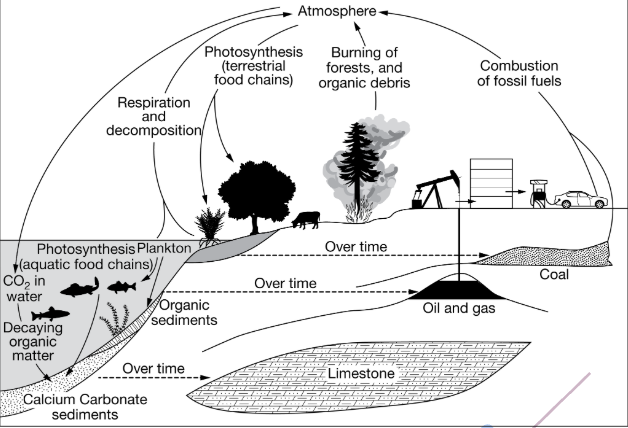 <ul><li><p>Burial</p><ul><li><p>Sediments (bits of rock, soil, organic matter) compacted into sedimentary rock by weight of overlying rock layers or water</p></li></ul></li><li><p>Fossil Fuels (FF)</p></li><li><p>Extraction &amp; Combustion</p></li><li><p>Burial (formation of FFs) takes far longer than extraction &amp; combustion, which means they increase concentration of CO<sub>2</sub> in atmosphere</p></li></ul><p></p>